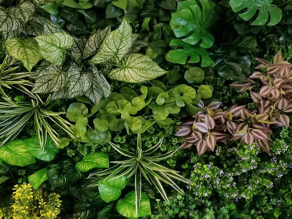 VARIABILNÍ ZELENÁ STĚNA pilea, dílec 100 x 100 cm