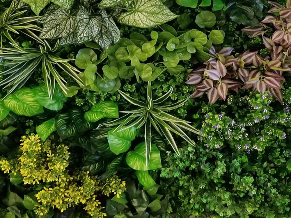 VARIABILNÍ ZELENÁ STĚNA pilea, dílec 100 x 100 cm