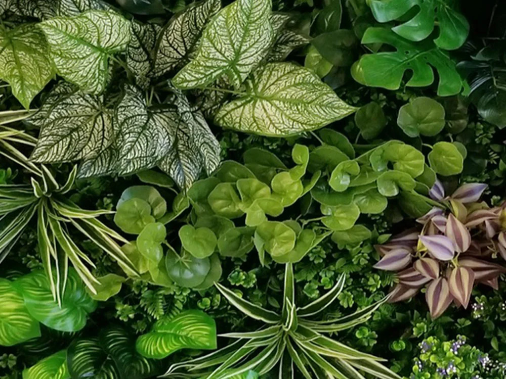 VARIABILNÍ ZELENÁ STĚNA pilea, dílec 100 x 100 cm