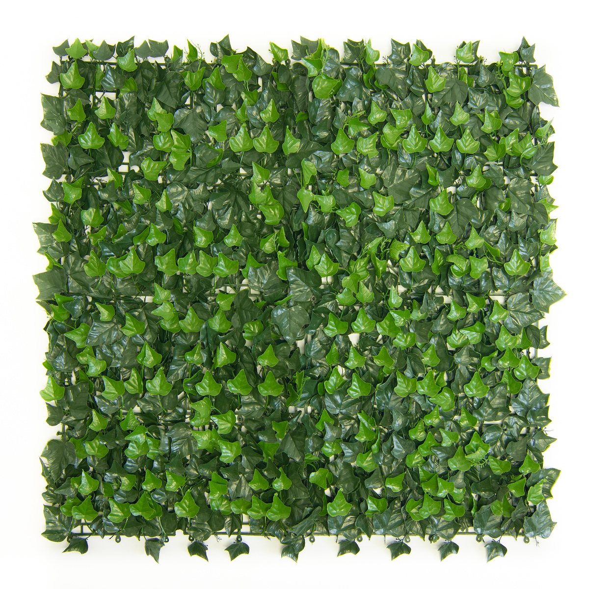 BŘEČŤAN popínavý, dílec 50 x 50 cm